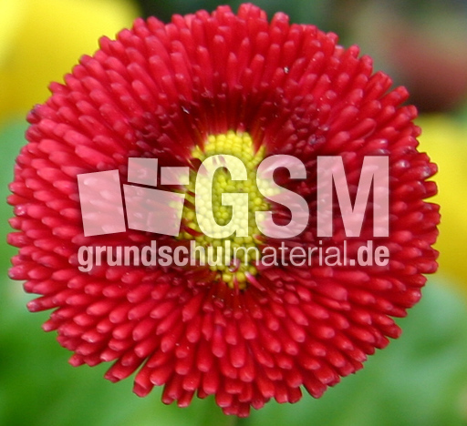 Massliebchen-5.jpg